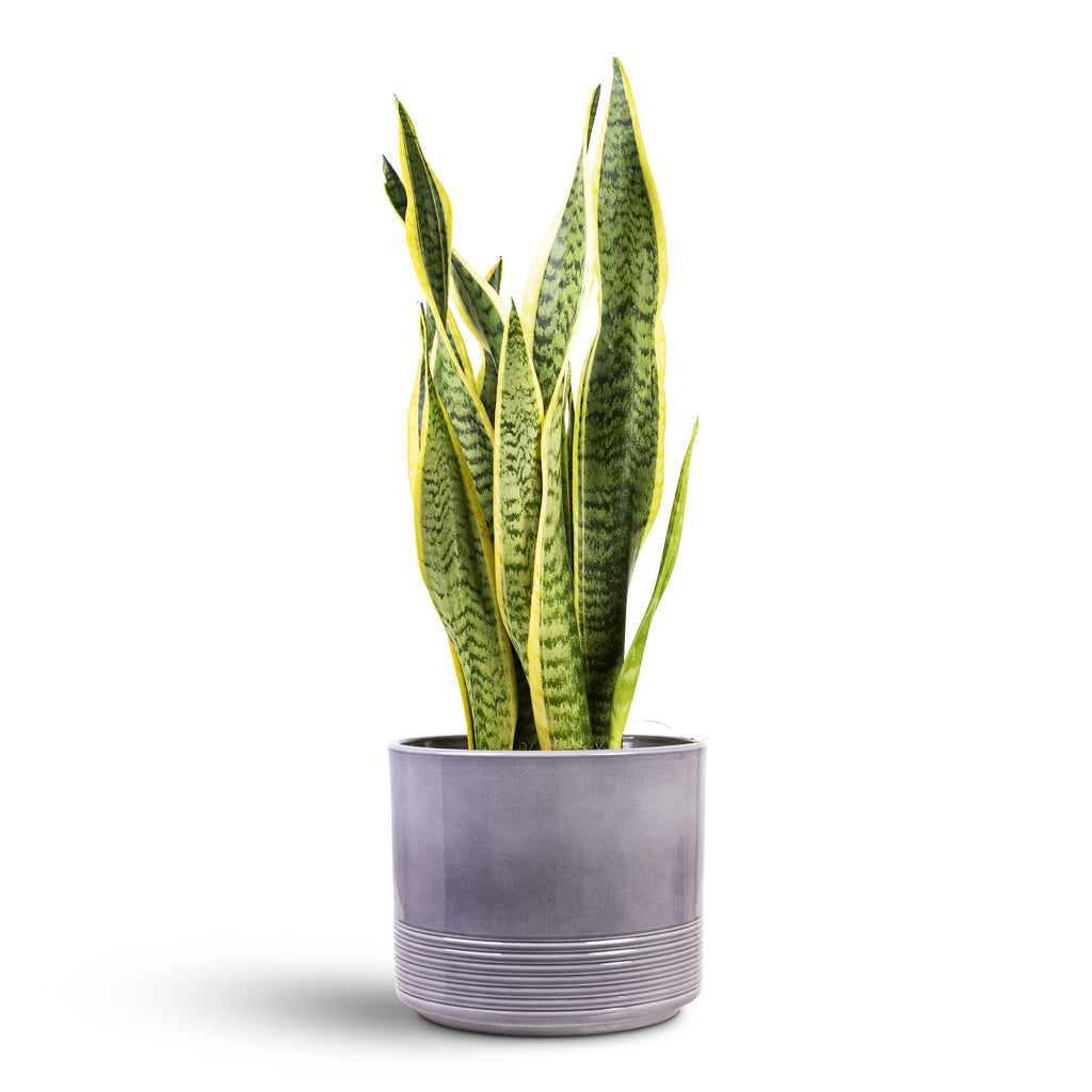 Sansevieria trifasciata Laurentii 17x60cm House Plant In Munich Pot Grey Gloss 20x18cm