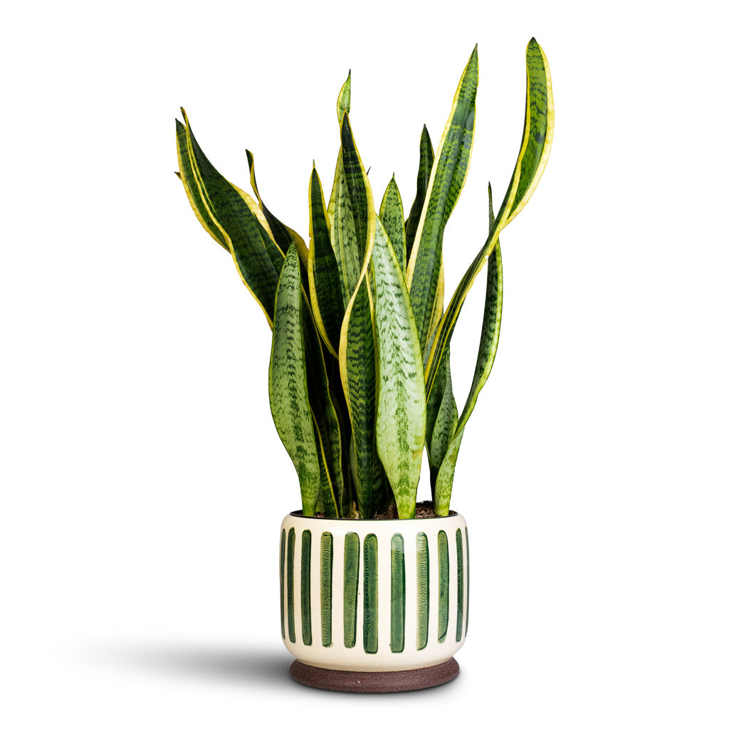 Sansevieria trifasciata Laurentii 19x85cm Stripe Pot Green 21x18cm