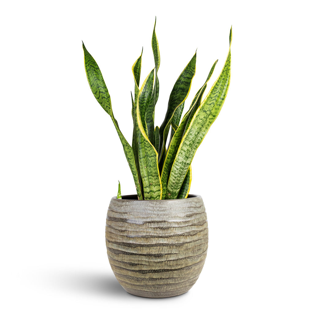 Sansevieria trifasciata Laurentii 21x70cm House Plant In Manuel Pot Shiny Thyme 28x25cm