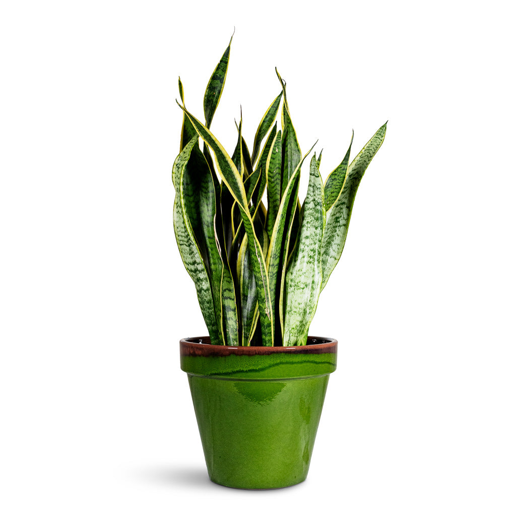Sansevieria trifasciata Laurentii 21x70cm House Plant in Olli Pot Apple 30x25cm