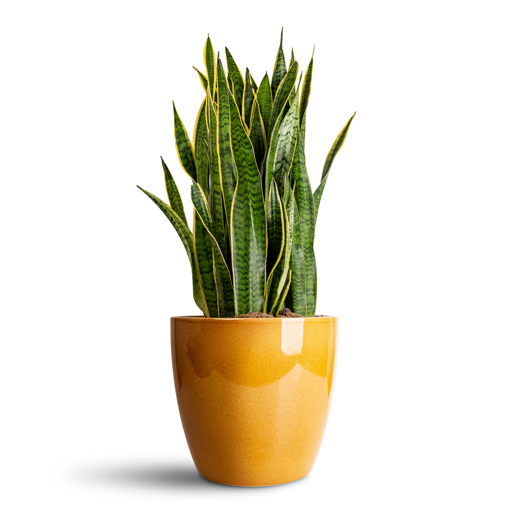 Sansevieria trifasciata Laurentii - 30x90cm In Sven Pot Mustard - 33x28cm