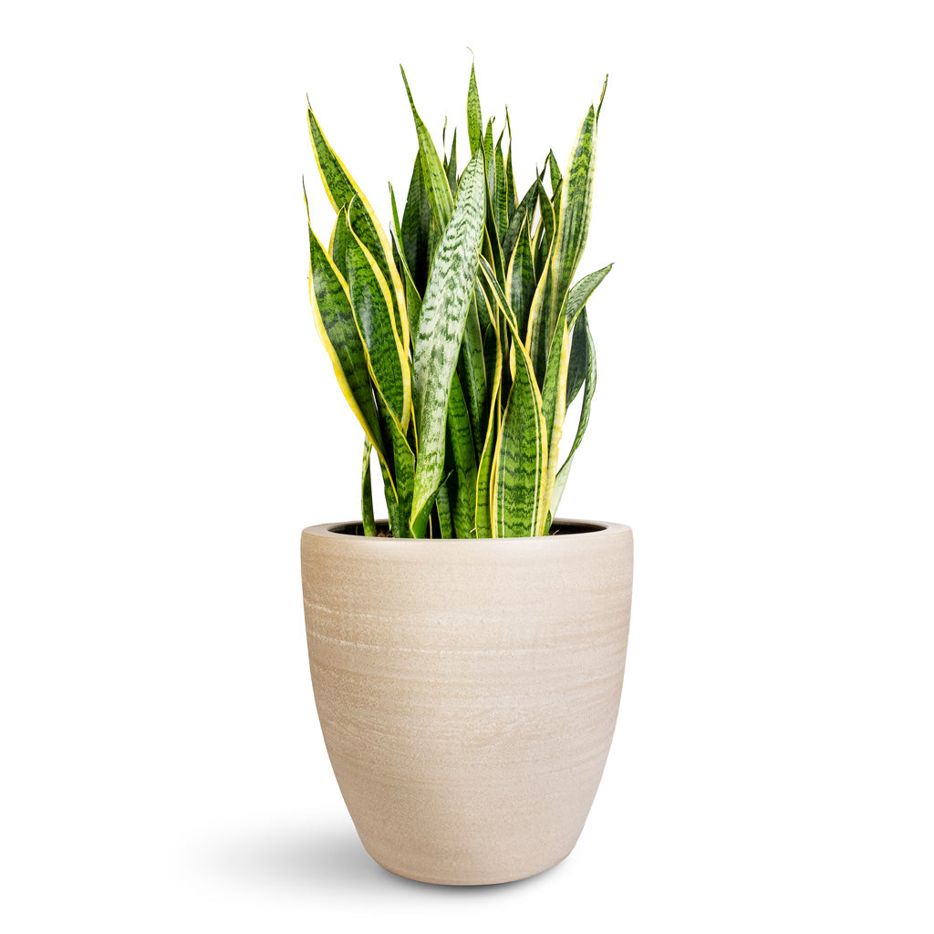 Sansevieria trifasciata Laurentii - 30x90cm In Toulouse Planter Natural - 42x39cm