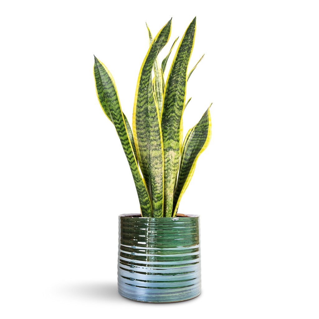 Sansevieria trifasciata Laurentii Variegated Snake Plant - 14x50cm In Didi Plant Pot Pearl Green - 19x16cm