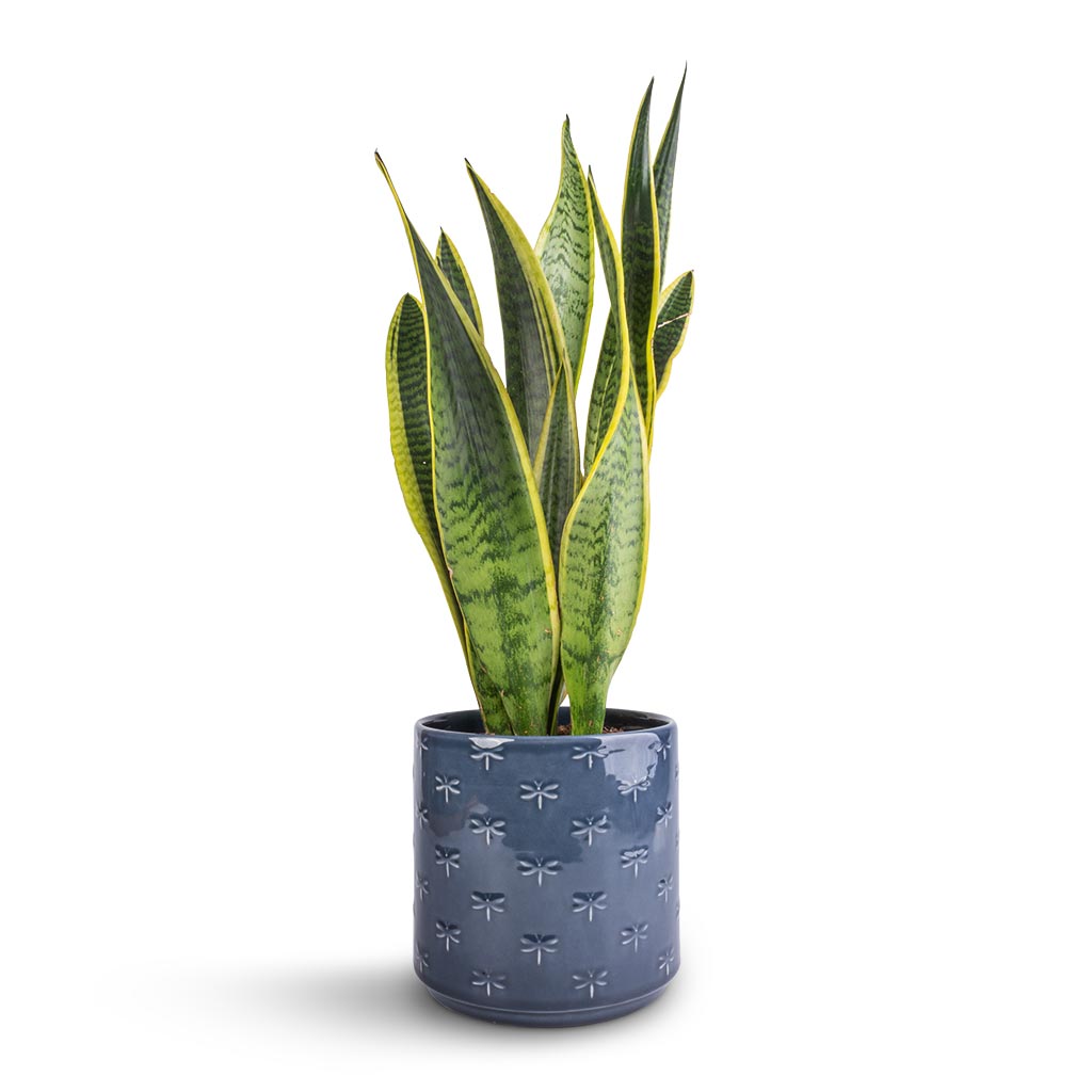Sansevieria trifasciata Laurentii - Variegated Snake Plant & Arley Plant Pot - Blue Dragonfly