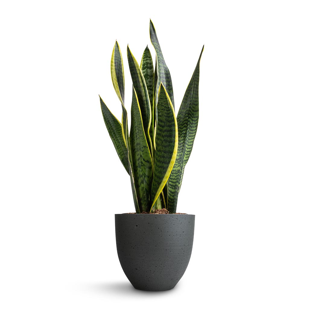 Sansevieria trifasciata Laurentii - Variegated Snake Plant & Coral Refined Planter - Pine Green