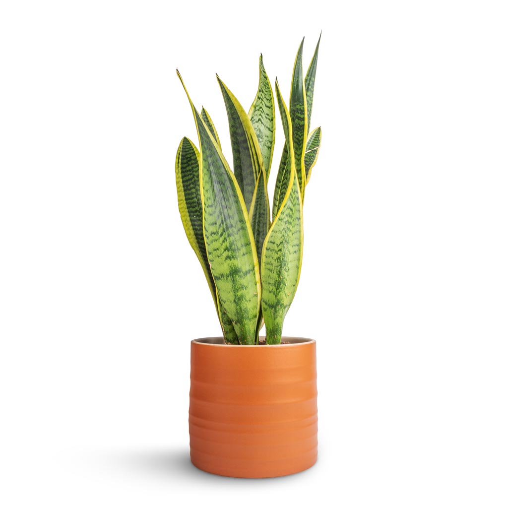Sansevieria trifasciata Laurentii - Variegated Snake Plant & Hadleigh Plant Pot - Amber
