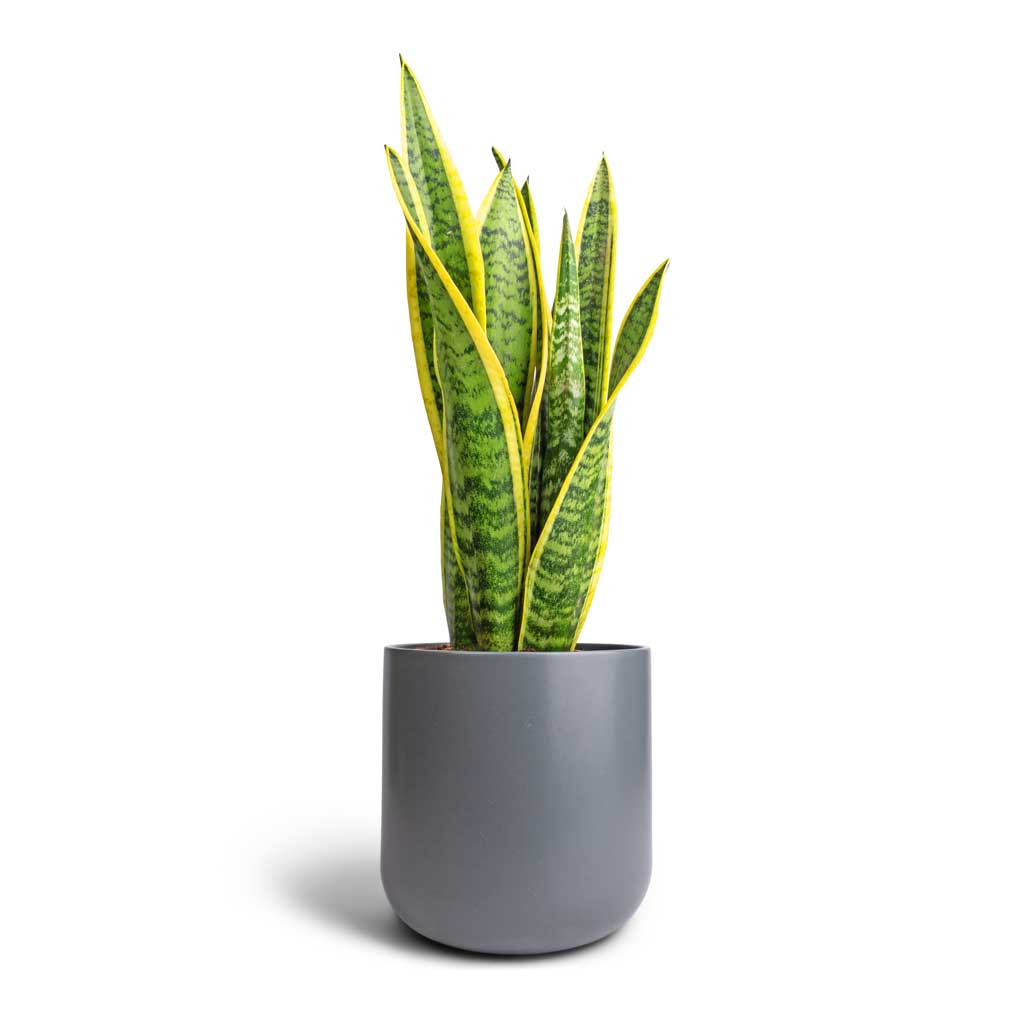 Sansevieria trifasciata Laurentii - Variegated Snake Plant & Lisbon Plant Pot - Charcoal