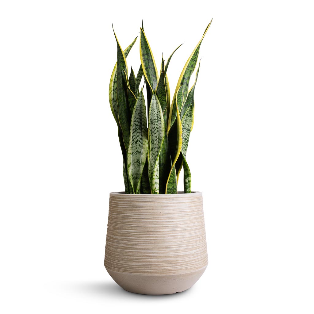 Sansevieria trifasciata Laurentii - Variegated Snake Plant