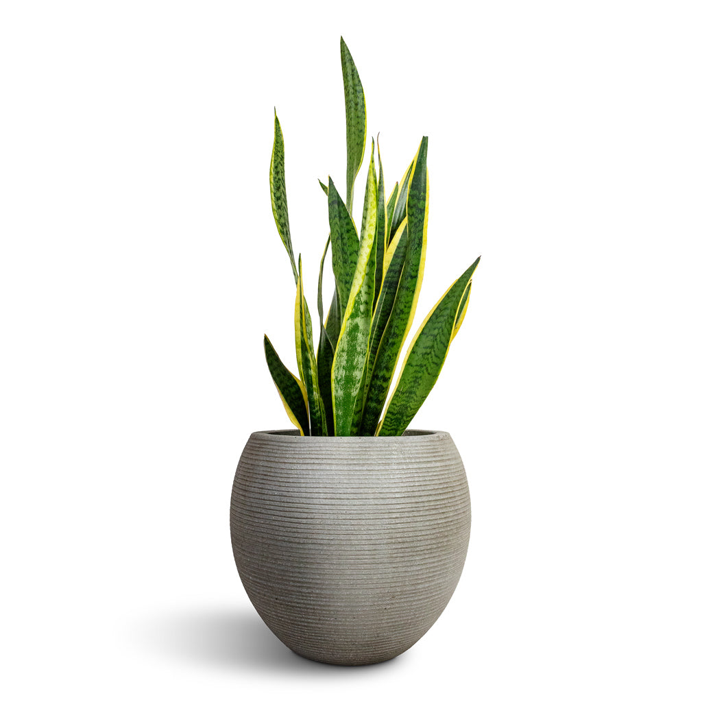 Sansevieria trifasciata Laurentii - Variegated Snake Plant & Abby Ball Plant Pot - Ridged Cement