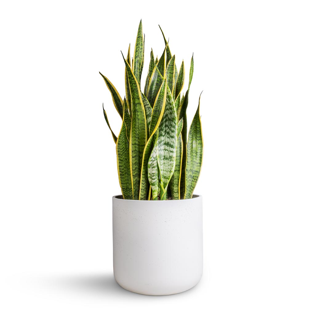 Charlie Plant Pot - White Washed