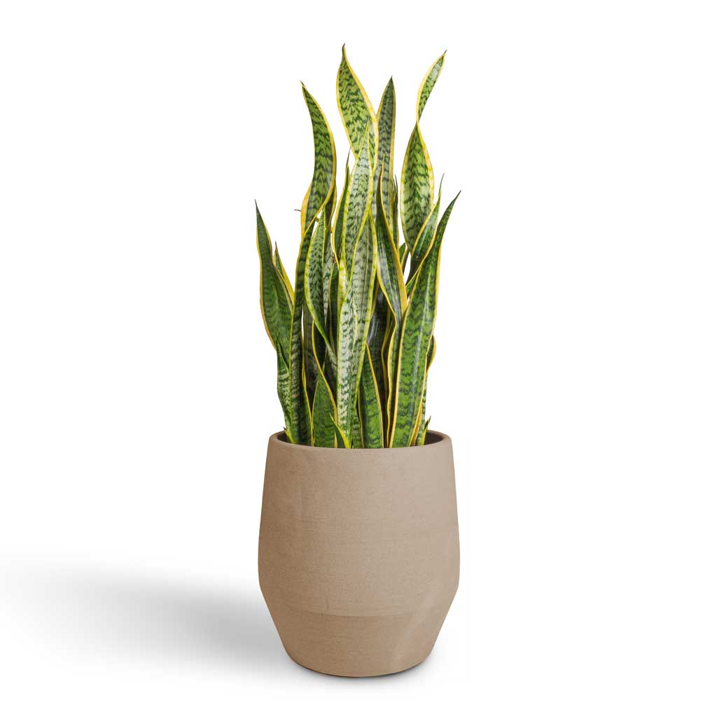 Sansevieria trifasciata Laurentii - Variegated Snake Plant & Humus Plant Pot - Concrete