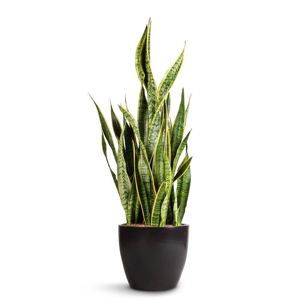 Sansevieria trifasciata Laurentii - Variegated Snake Plant &amp; Sven Plant Pot - Black