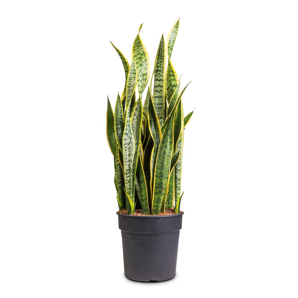 Sansevieria zeylanica - Snake Plant - 30 x 90cm