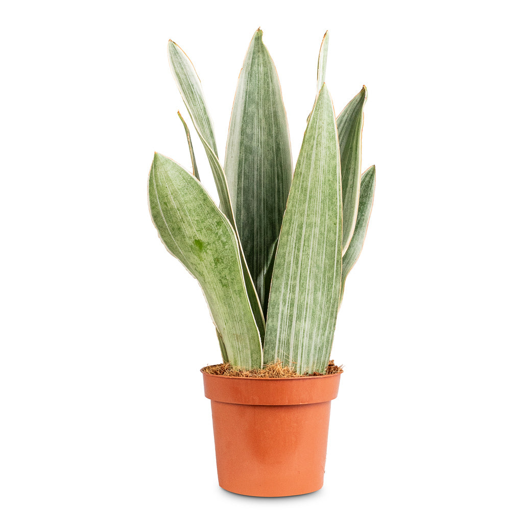 Sansevieria trifasciata Metallica - 12x30cm
