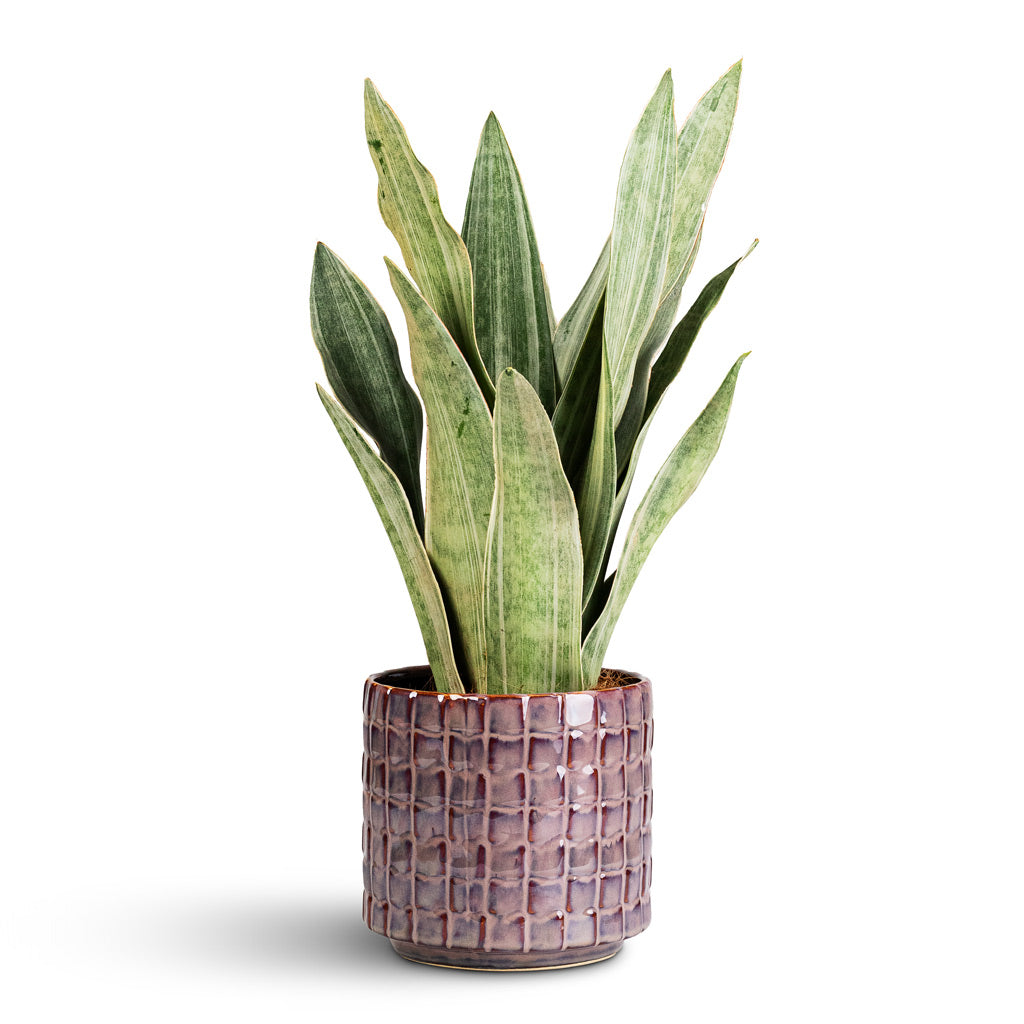 Sansevieria trifasciata Metallica - 12x40cm In Stian Pot Lavender Candy - 16x15cm