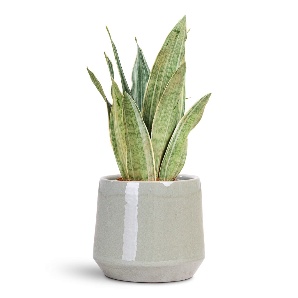 Sansevieria trifasciata Metallica 14x50cm house plant in Common Pot Shiny Olive 17x15cm