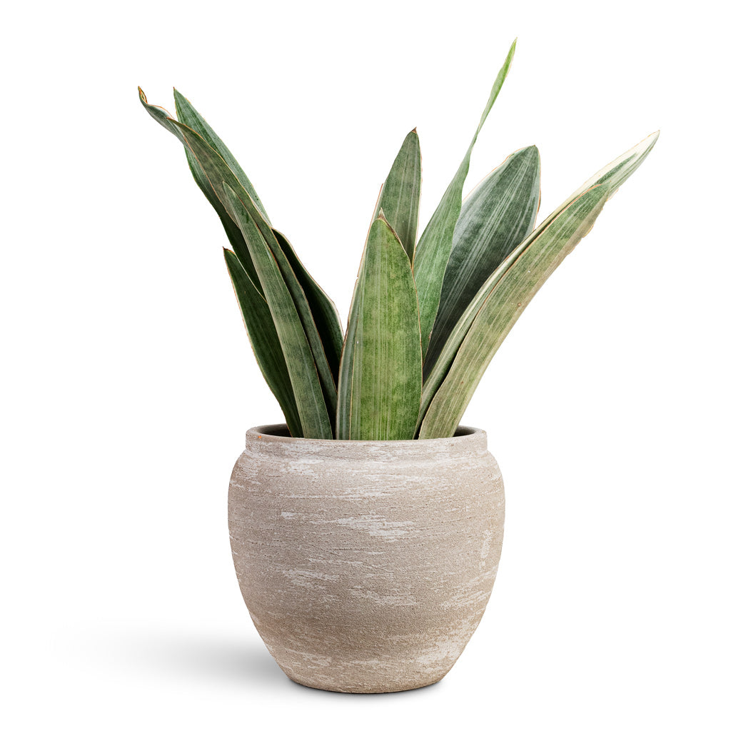 Sansevieria trifasciata Metallica 14x50cm House Plant In Milos Pot Lunar 17x19cm