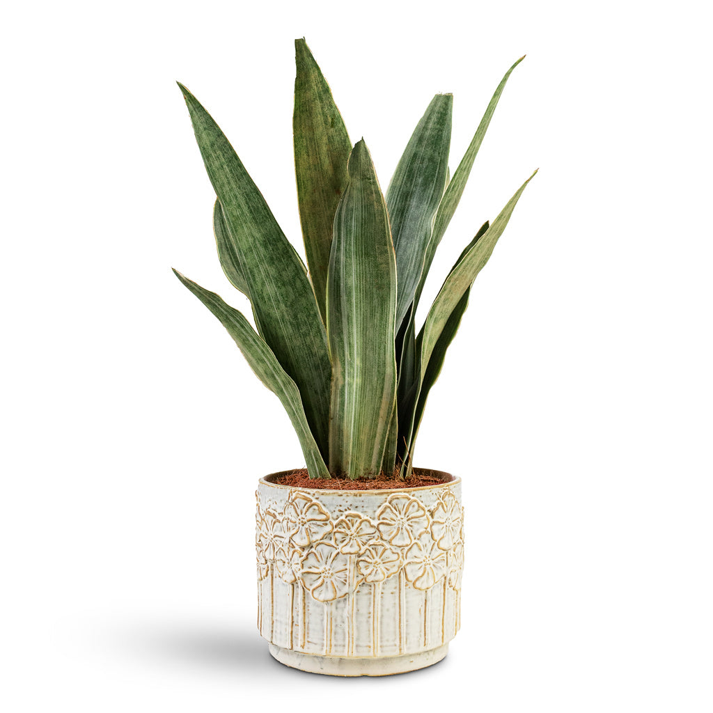 sansevieria metallica Sansevieria trifasciata Metallica - Snake Plant | Hortology