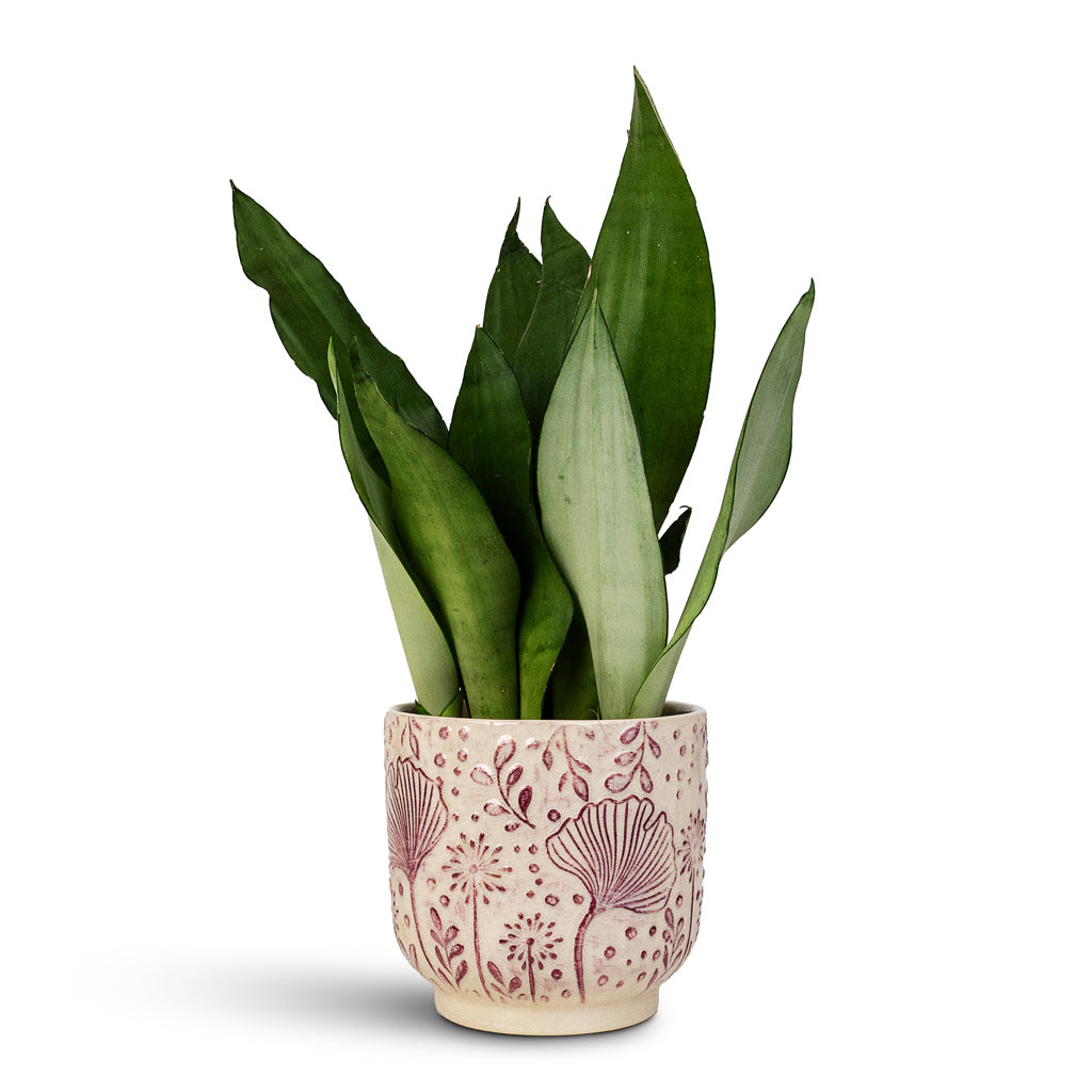 Sansevieria trifasciata Moonshine 12x40cm Emilia Pot Pink 14x13cm