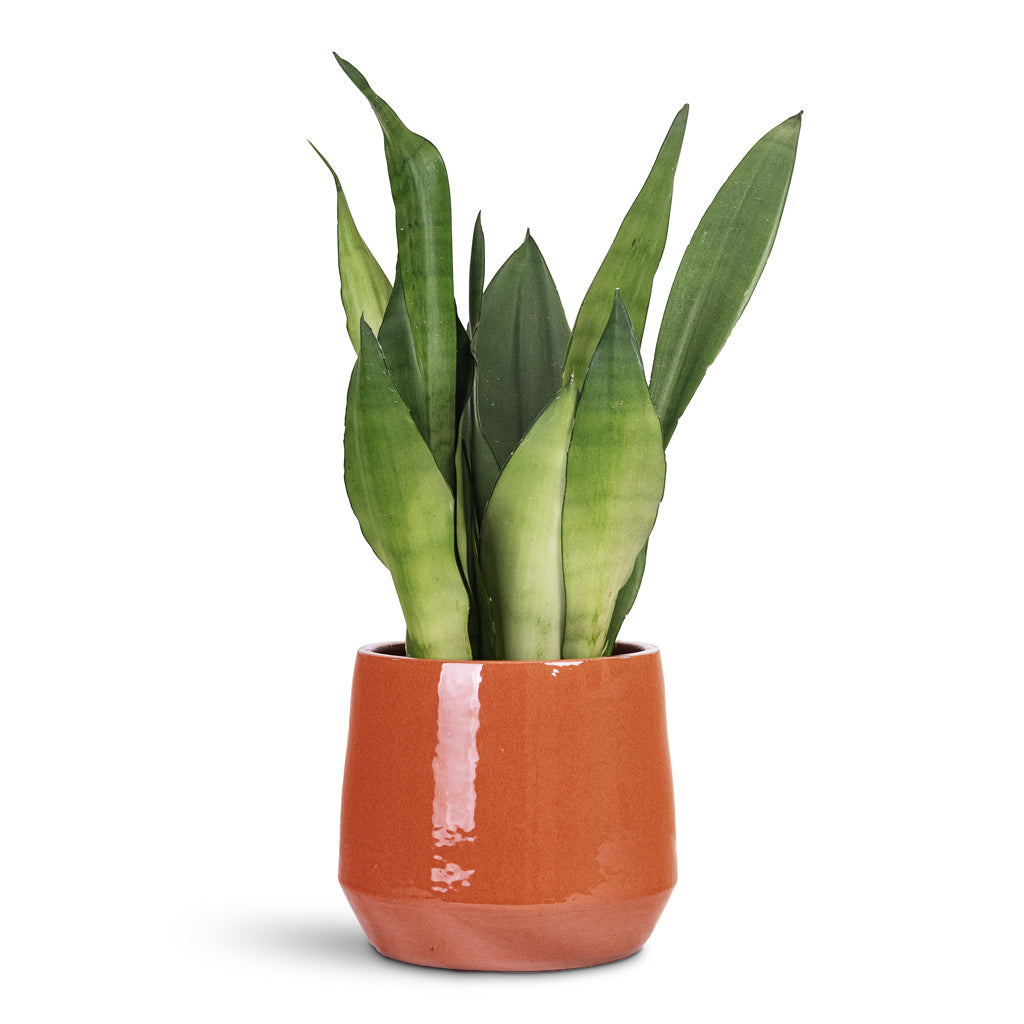 Sansevieria trifasciata Moonshine 14x45cm House Plant In Common Pot Shiny Brick 19x17cm