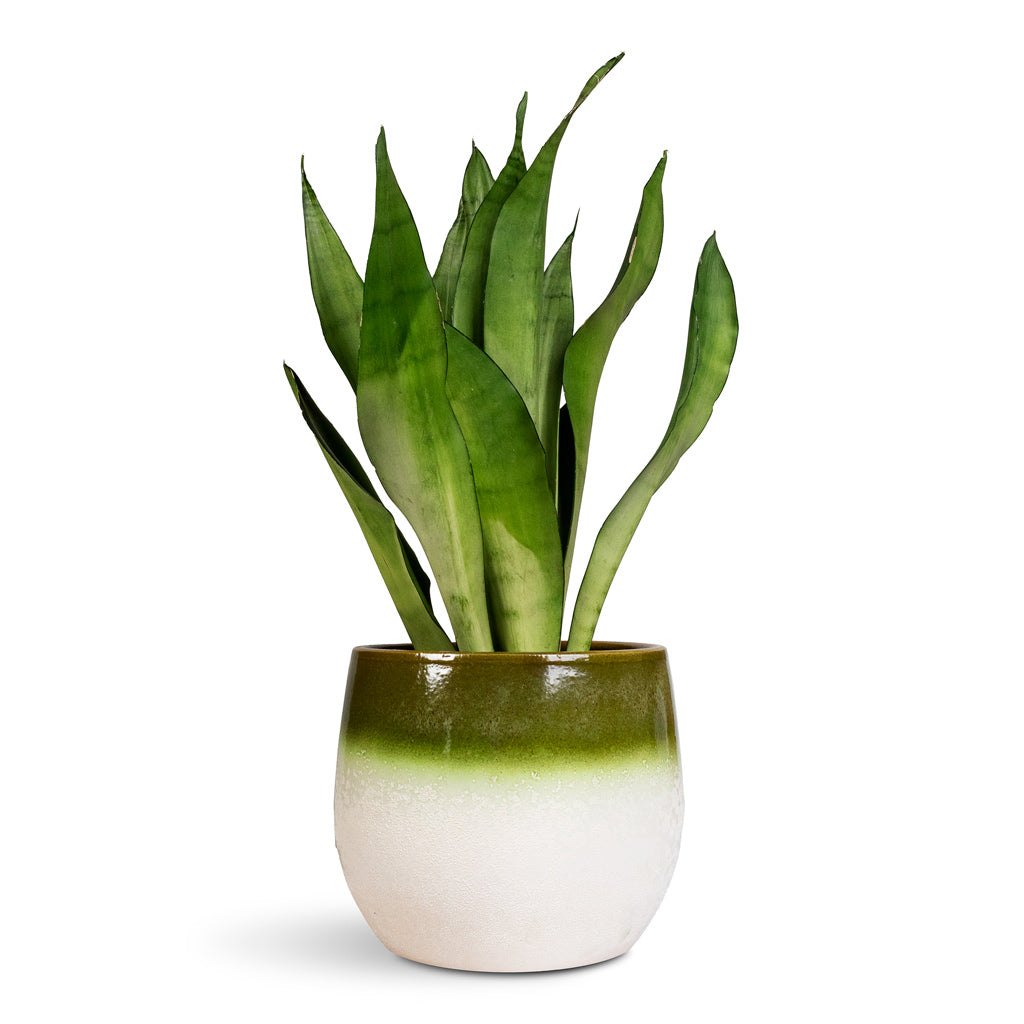 Sansevieria trifasciata Moonshine - 14x45cm In Fem Plant Pot Pear Green -  22x19cm