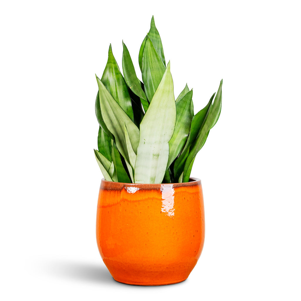 Sansevieria trifasciata Moonshine 21x70cm House Plant in Charlotte Pot Orange 29x25cm