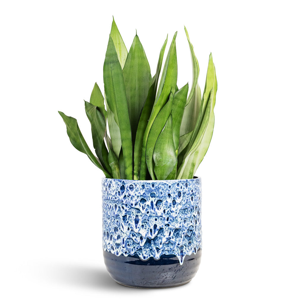 snake plant in blue pot Sansevieria trifasciata Moonshine - Snake Plant | Hortology