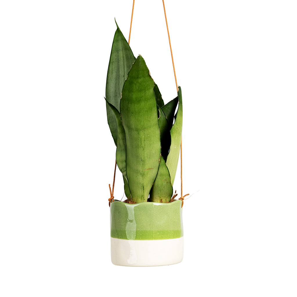 Sansevieria trifasciata Moonshine 9x25cm House Plant In Wave Hanging Pot 10x9cm