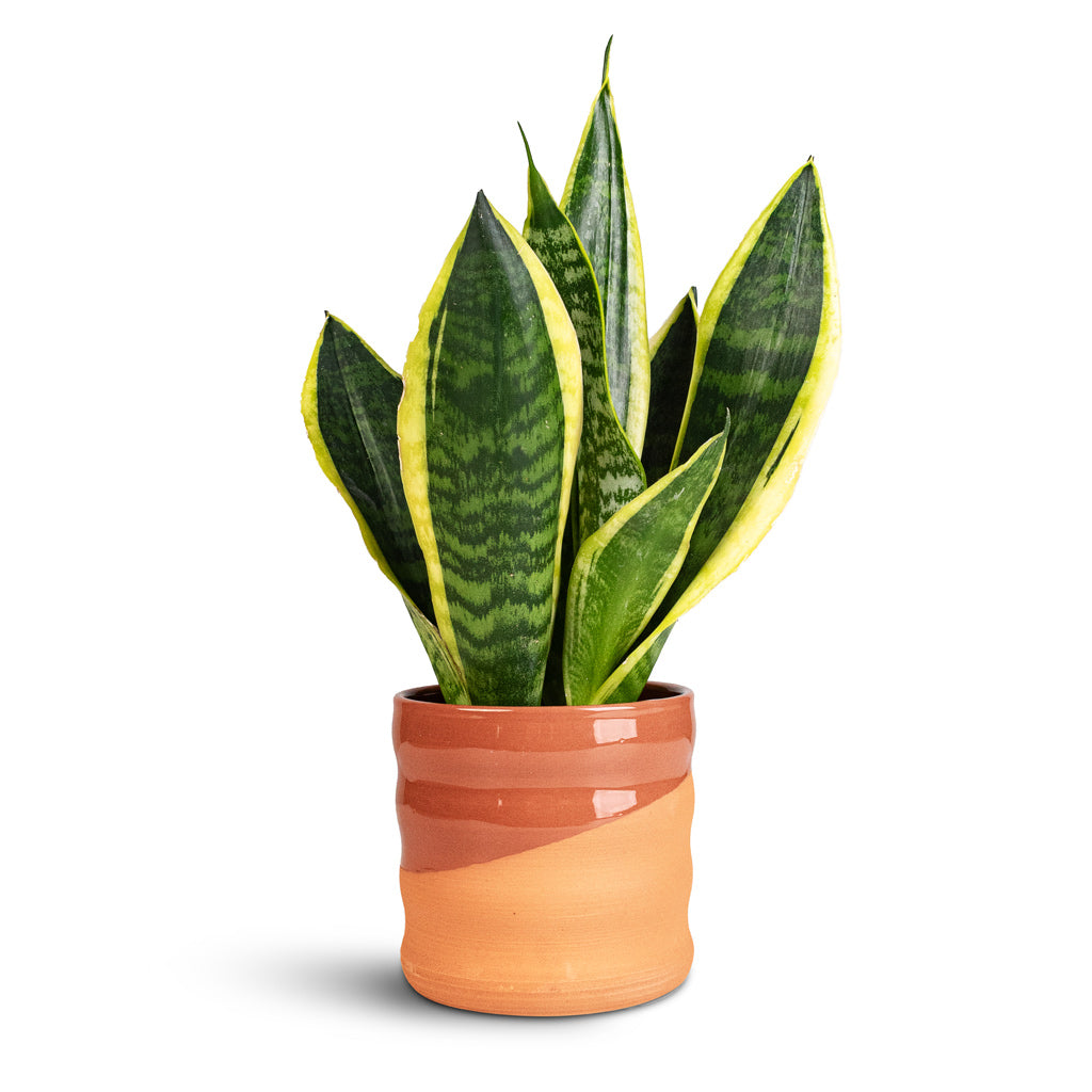 Sansevieria trifasciata Moonshine Houseplant 9x25cm Odin Plant Pot Red Terracotta 11x11cm