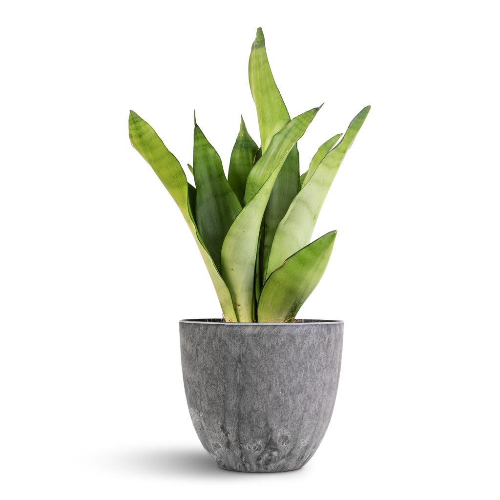 Sansevieria trifasciata Moonshine - Snake Plant & Bola Artstone Plant Pot - Grey