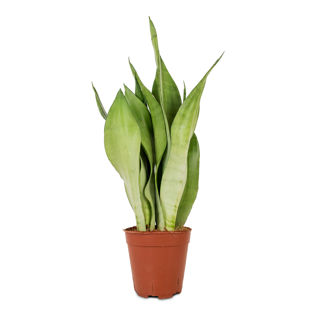 Sansevieria trifasciata Moonshine - Snake Plant - 14 x 45cm