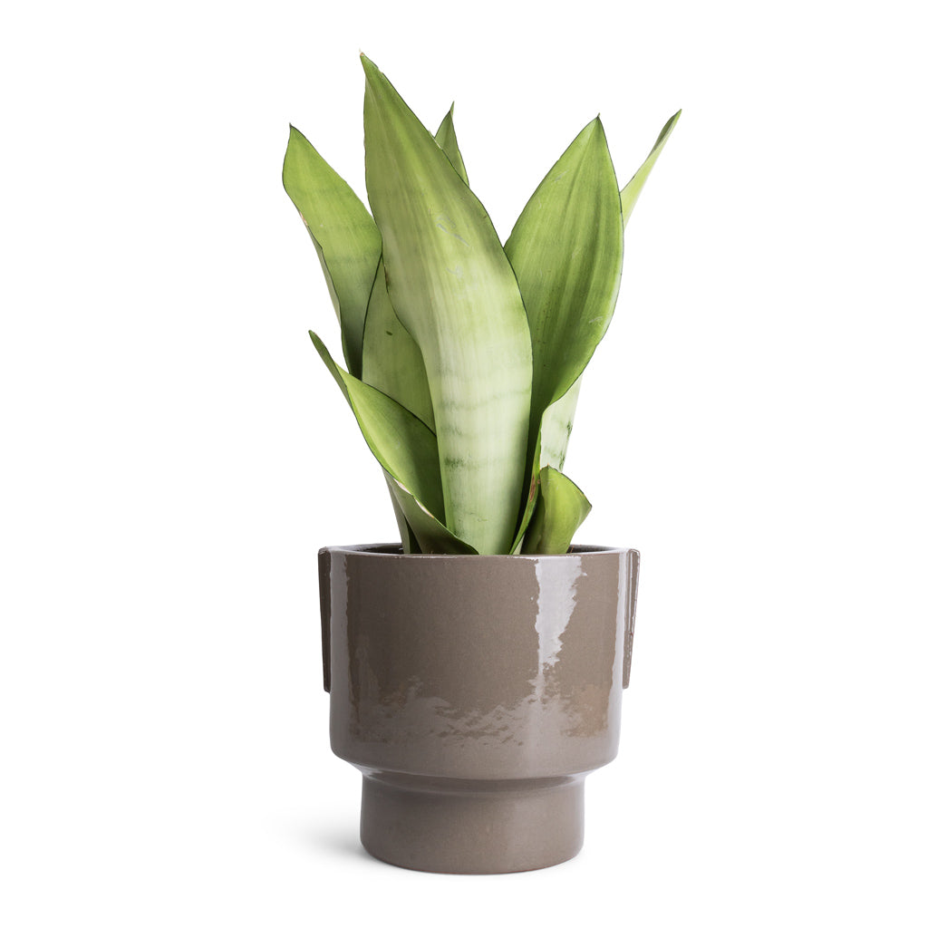 Sansevieria trifasciata Moonshine - Snake Plant & Aries Handles Plant Pot - Charcoal