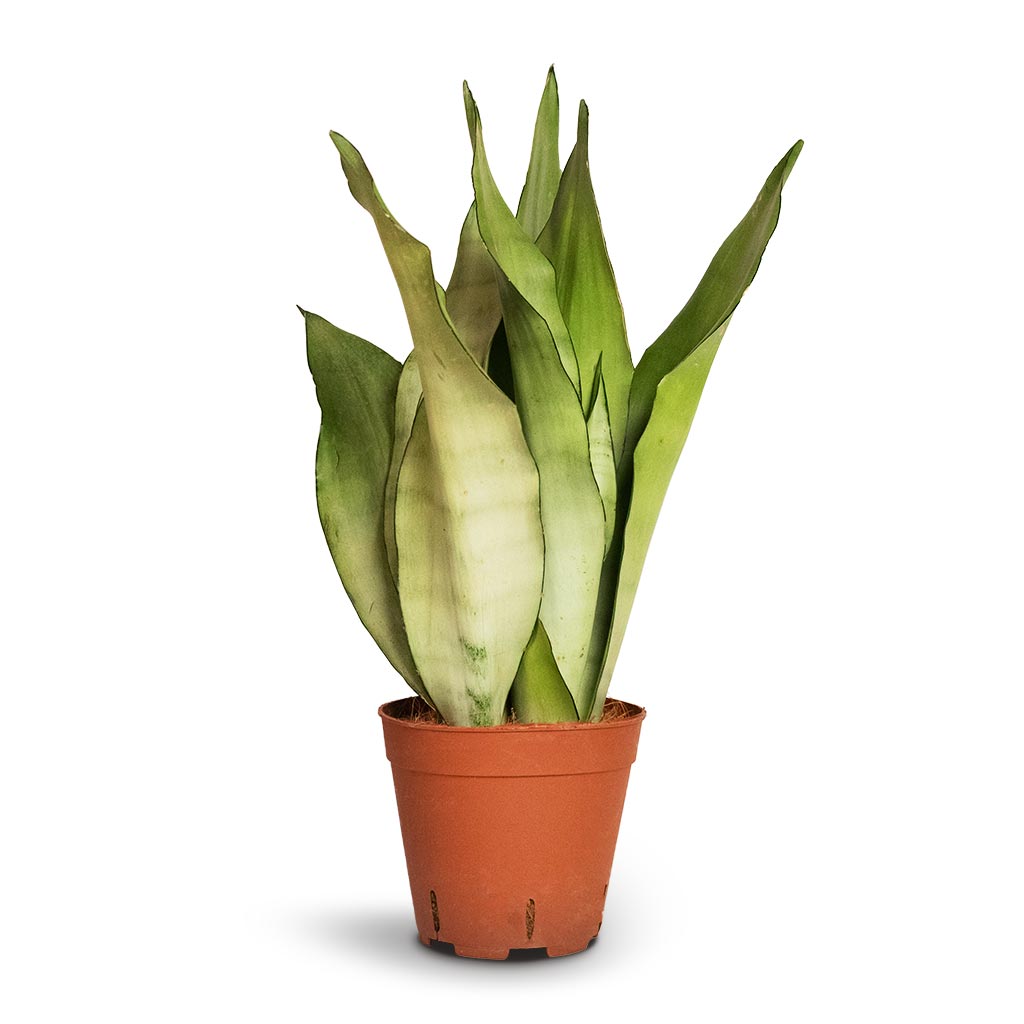sansevieria superba moonshine Sansevieria trifasciata Moonshine - Snake Plant | Hortology