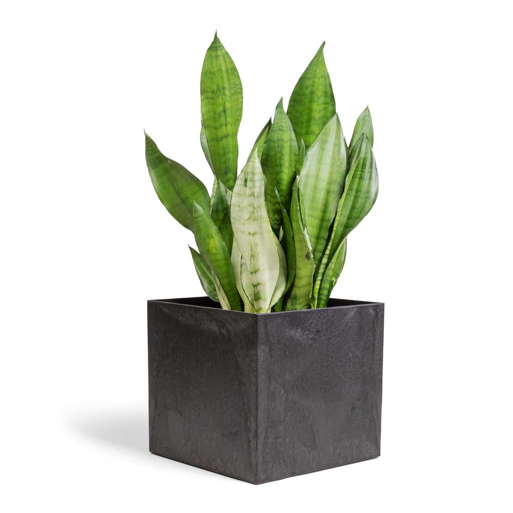 Sansevieria trifasciata Moonshine - Snake Plant & Maud Artstone Plant Pot - Black