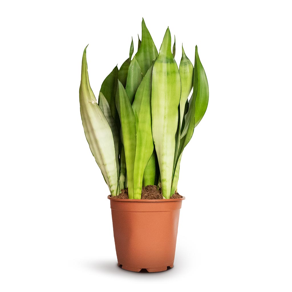 Sansevieria trifasciata Moonshine - Snake Plant - 21 x 70cm