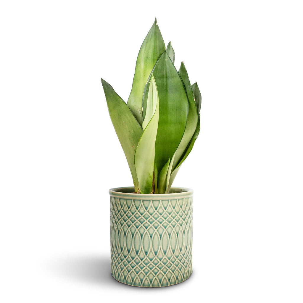 Sansevieria trifasciata Moonshine - Snake Plant & Morocco Plant Pot - Jade Green Celadon