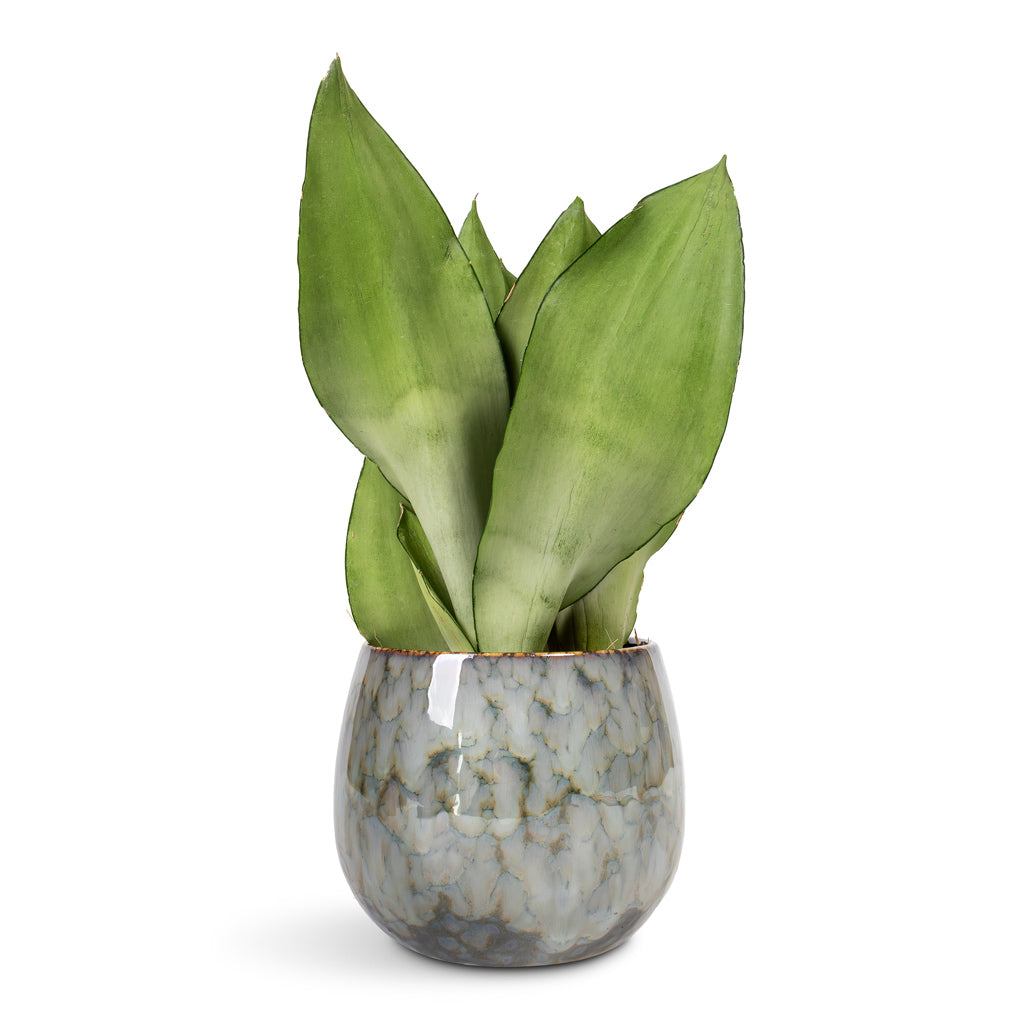 Sansevieria trifasciata Moonshine Snake Plant - 9x25cm In Odile Plant Pot Dusk Blue - 13x11cm