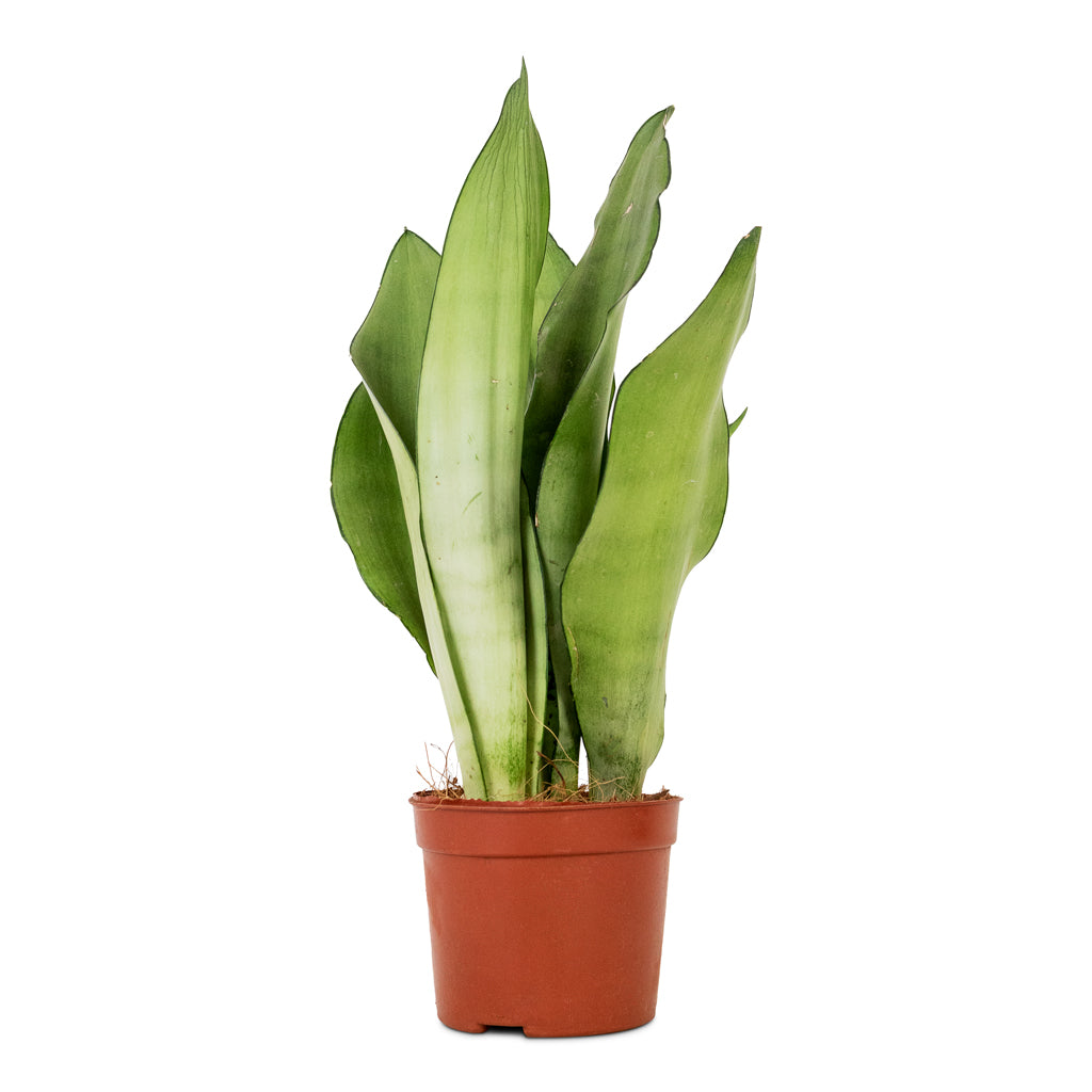 Sansevieria trifasciata Moonshine - Snake Plant - 9 x 25cm