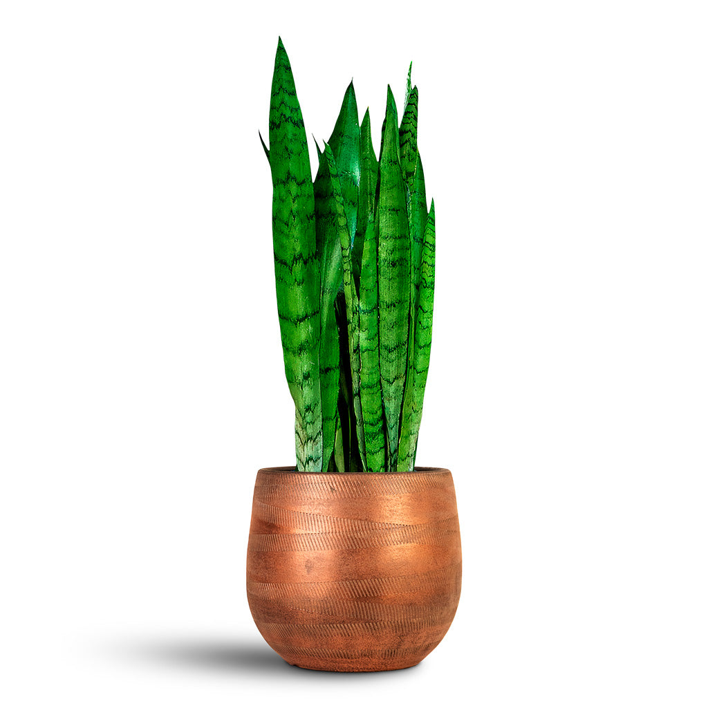 Sansevieria trifasciata Silver Mist 21x75cm house plant in Joey Pot Shiny Copper 26x26cm
