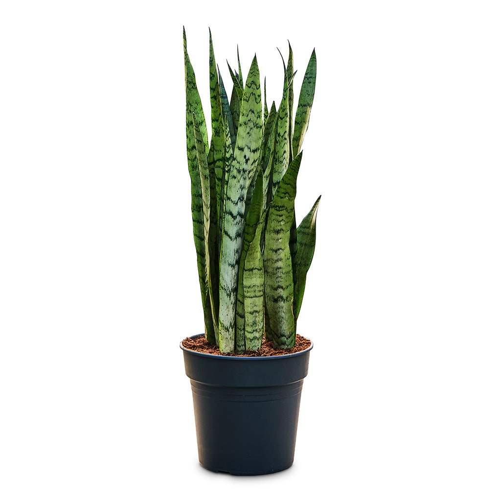 Sansevieria trifasciata Silver Mist 24x70cm