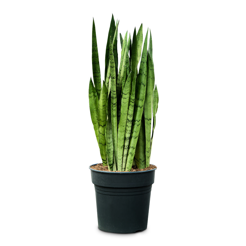 Sansevieria trifasciata Silver Mist 27x90cm