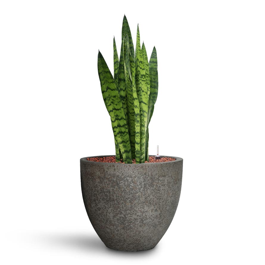 Sansevieria zeylanica - HydroCare & Cement & Stone Jesslyn Plant Pot - Granite Grey