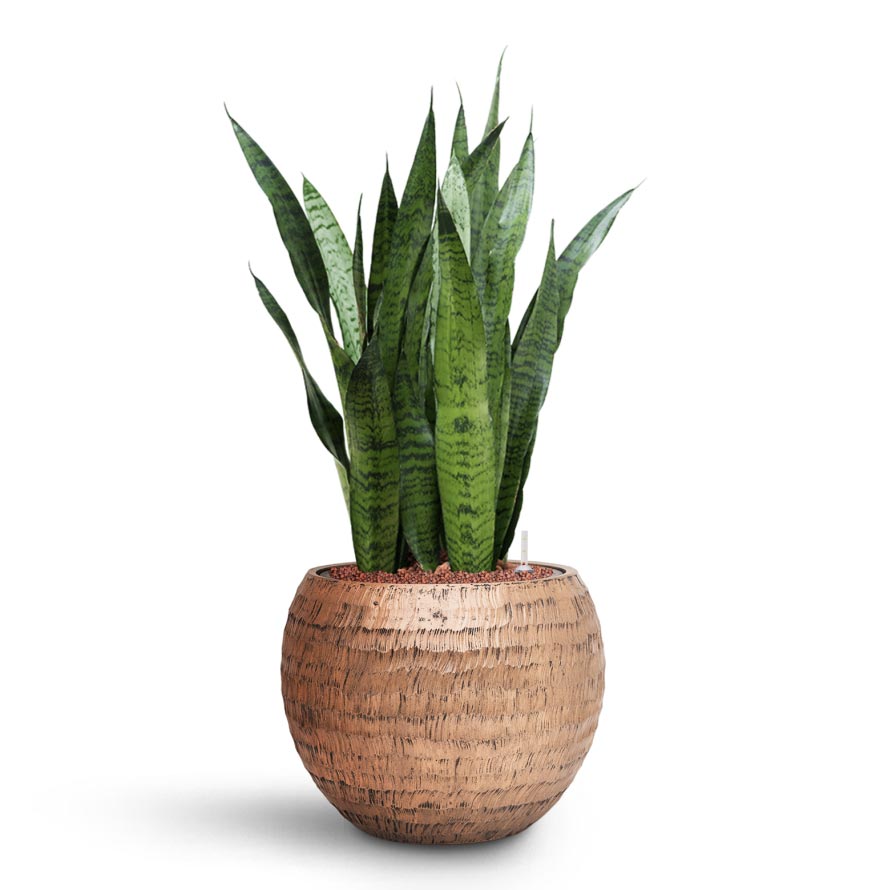 sansevieria zeylanica benefits Sansevieria zeylanica Hydroculture Plants - Easy Care | Hortology