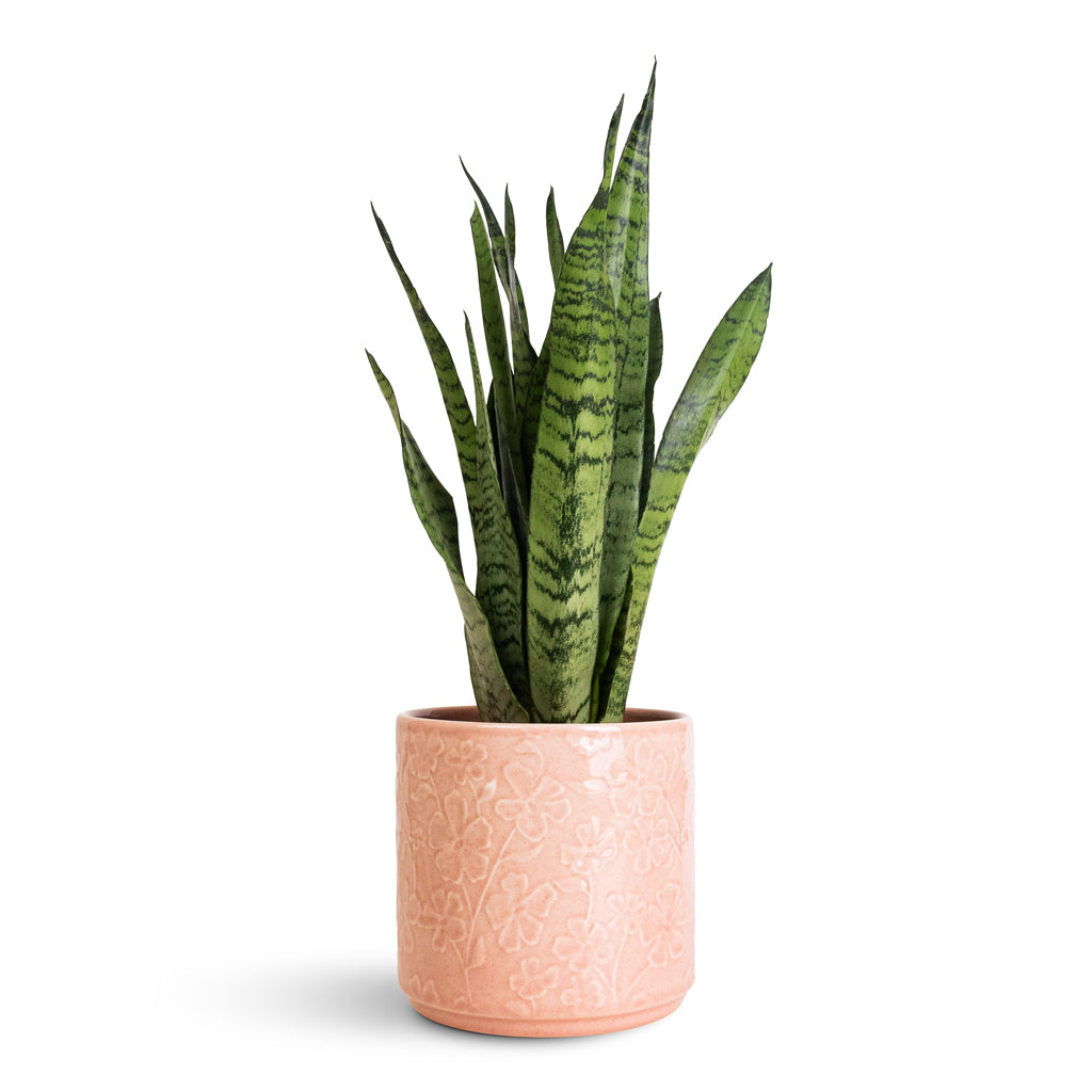 Sansevieria zeylanica - 14x50cm In  Betsy Pot Floral Pink - 17.5x16.5cm