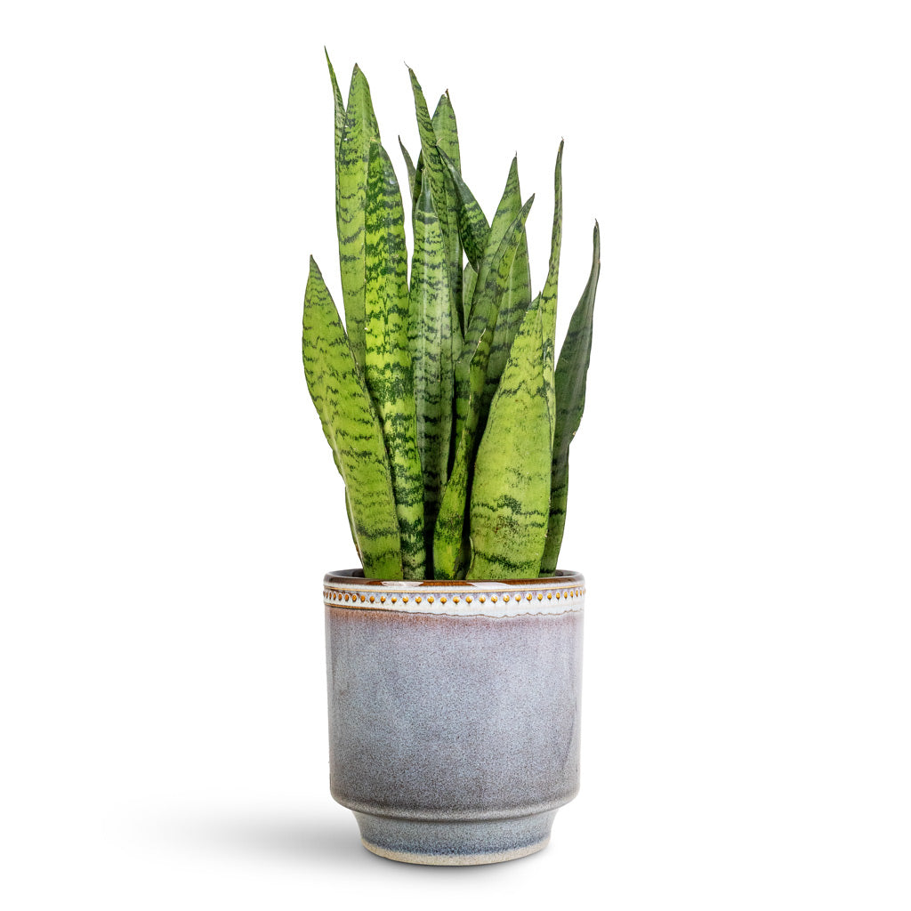 Sansevieria zeylanica - 14x50cm In Clover Pot Heather - 17x18cm