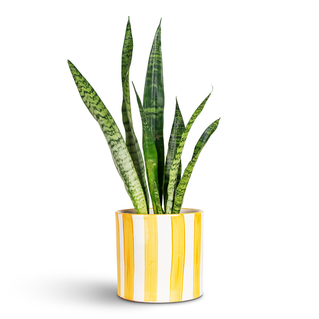 Sansevieria zeylanica 14x50cm House Plant In Paros Painted Pot Yellow Stripe 17x16.5cm