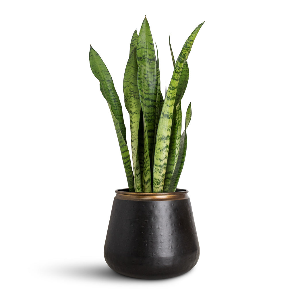 Sansevieria zeylanica In Sahara Pot Slate