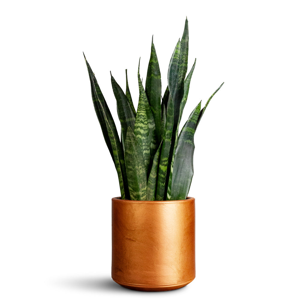 Sansevieria zeylanica In Tivoli Pot Copper