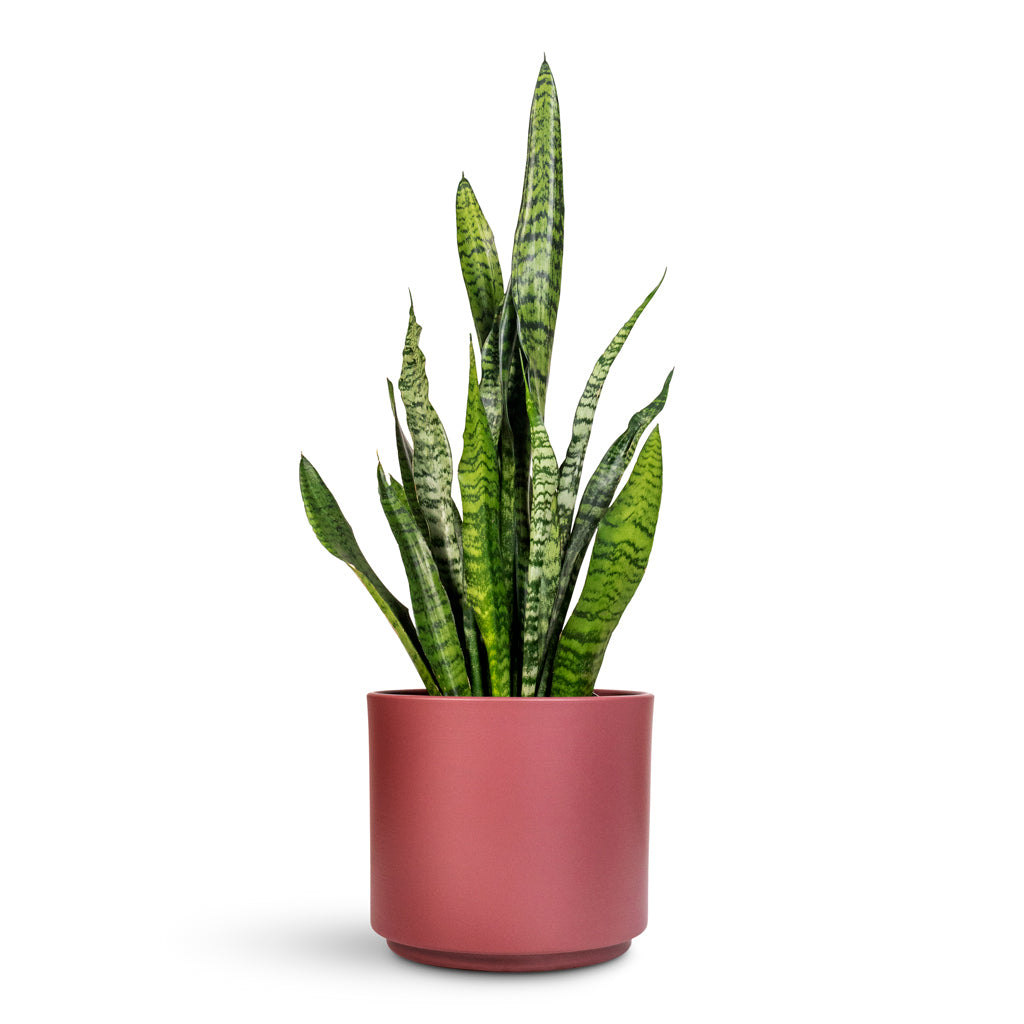 Sansevieria zeylanica - 17x60cm In Prague Pot Rose - 22x19.5cm