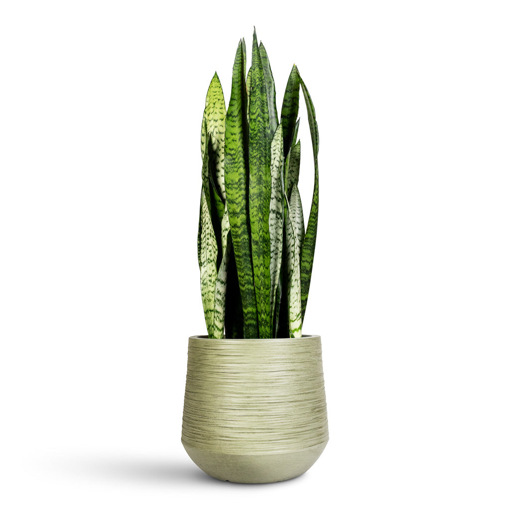 Sansevieria zeylanica - 19x65cm In Dune Darcy Planter Pistachio - 30x26cm